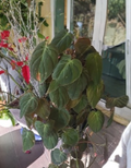 Philodendron Micans Starter Cutting – Unrooted Vine Plant with 2 Nodes, Indoor Houseplant, Trailing Climber, Green Velvety Leaves