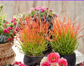 Sticks on Fire Pencil Cactus Cuttings 5 Pack Euphorbia tirucalli Unrooted Succulent Stems for Container & Desert Garden