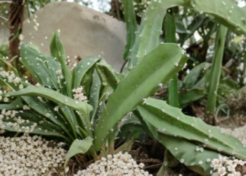 Acanthocereus Tetragonus Cutting – 6+ Inch White Flowering Triangle Cactus Stem for Propagation, Ornamental, Indoor & Outdoor Plant
