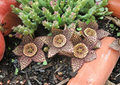 Orbea Variegata Succulent Cuttings 2 Pcs 3 Inches Unrooted Lifesaver Plant Propagation