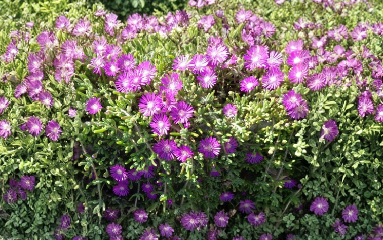 Creeping Ice Plant Cuttings Purple Pink Ground Cover Succulent Delosperma cooperi for Rock Garden Xeriscape