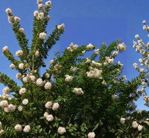 White Natchez Crape Myrtle Unrooted Cuttings Set of 10 for Propagation