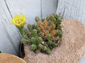 Grusonia Bulbispina Rare Mat Forming Cactus Cuttings 4 Pack - Durango Zacatecas Unrooted Desert Cactus Starter