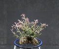 Monadenium Rubellum Seeds 5 Pack - Caudex Succulent for Bonsai & Collection, Euphorbia Variety