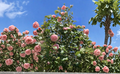 Camellia japonica Cuttings - Pink & White Unrooted Propagation Planting Material for Ornamental Garden