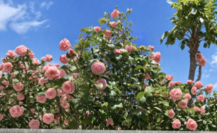 Camellia japonica Cuttings - Pink & White Unrooted Propagation Planting Material for Ornamental Garden