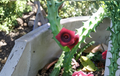 Starfish Cactus Huernia schneideriana 10 Rooted Succulent Plants for Containers