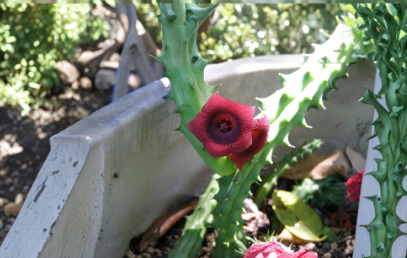 Starfish Cactus Huernia schneideriana 10 Rooted Succulent Plants for Containers