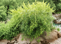 Black Bamboo Cutting Plant Phyllostachys nigra Unrooted Stem for Garden Fence Privacy Screen
