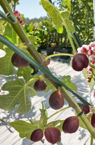 Organic Chicago Hardy Fig Cuttings – 4 Pack Ficus Carica Early Season Cold Hardy Fruit Tree for Rooting