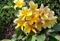 Yellow Plumeria Aztec Gold Cutting – 8-12 Inch Unrooted Tropical Frangipani Flowering Plant Starter
