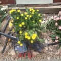 Spineless Prickly Pear Cactus Pads, Opuntia spp., Cold Tolerant, Outdoor Xeriscape, Rock Garden, USDA Zone 5