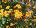 Escatawpa Aromi Azalea Rooted Starter Plant Deciduous Rhododendron Small Flowering Shrub