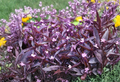 Purple Heart Tradescantia Cuttings - 10 Trailing Houseplant Stems for Propagation, Deep Purple Foliage, Indoor & Outdoor Gardening