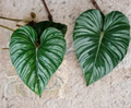 Philodendron Plowmanii Unrooted Cutting – Rare Tropical Aroid Foliage Plant for Indoor Propagation