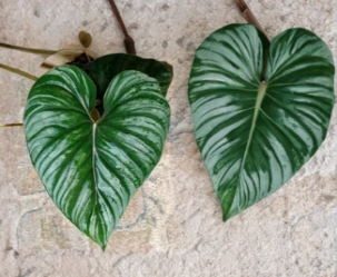 Philodendron Plowmanii Unrooted Cutting – Rare Tropical Aroid Foliage Plant for Indoor Propagation