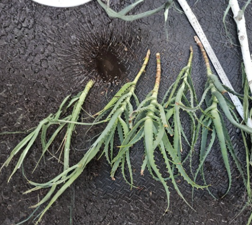 Aloe arborescens Cutting – Torch Aloe Succulent Stem for Propagation, Outdoor Garden or Container Growing