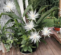 Epiphyllum hookeri ‘Strictum’ Cuttings – Orchid Cactus Night Blooming Cereus Propagation Material