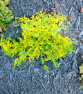 Creeping Sedum Ground Cover Perennial 25 Live Cuttings | Stonecrop Plants for Rock Garden & Landscape