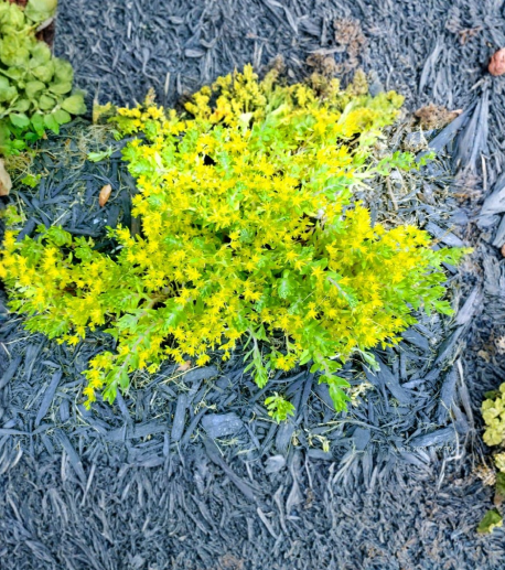 Creeping Sedum Ground Cover Perennial 25 Live Cuttings | Stonecrop Plants for Rock Garden & Landscape