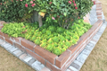 Aeonium arboreum Cuttings 5 Pack 4-6 Inch Rosette Succulents for Propagation Cactus Rose Plant Stems