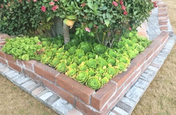 Aeonium arboreum Cuttings 5 Pack 4-6 Inch Rosette Succulents for Propagation Cactus Rose Plant Stems