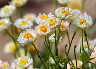 Winged Everlasting Seeds Ammobium alatum - 100 White Dried Flower Seeds for Garden & Dried Arrangements