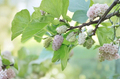 White Mulberry Cuttings 6-8 Inches Morus alba Unrooted Cold Hardy Berry Tree for Propagation