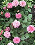 Queen of Elegance Rose Cuttings Set of 4 Unrooted Hardwood Propagation Material