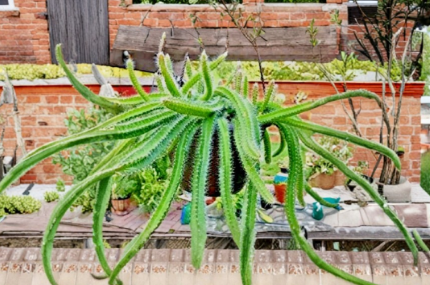 Dog Tail Cactus Cuttings, Trailing Succulent Stems for Propagation, Hanging Cactus Plant, Selenicereus testudo