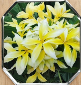 Plumeria Yellow Spider Unrooted Cutting – Tropical Flowering Plant for Garden & Container Growth