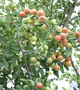 Jujube Tree Scionwood Set of 10 Unrooted Grafting Cuttings – Shanxi Li Ziziphus jujuba ‘Shanxi Li’