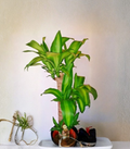 Dracaena Fragrans Massangeana Cutting - Indoor Propagation Stem for Corn Plant, Palo de Agua, Brazil Wood