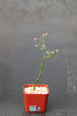 Euphorbia guiengola Live Succulent Plant 2-Inch Pot Rare Caudex Bonsai-Style Collector Specimen