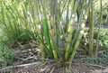 Rooted Sugarcane Plants Saccharum Officinarum Live Starter Plants for Tropical Gardens