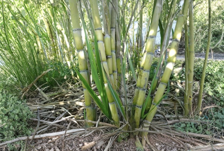 Rooted Sugarcane Plants Saccharum Officinarum Live Starter Plants for Tropical Gardens