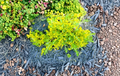Creeping Sedum Ground Cover Plants 25 Live Cuttings 1-3 Inches Perennial Stonecrop Sedum sp.