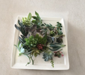 15 Mixed Succulent Cuttings Assorted Varieties Live Unrooted Propagation Succulents for Container Garden DIY