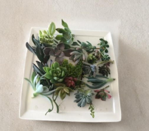 15 Mixed Succulent Cuttings Assorted Varieties Live Unrooted Propagation Succulents for Container Garden DIY