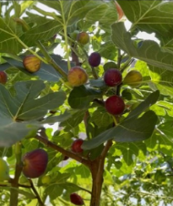 Bulk Hardy Chicago Fig Cuttings 20 Count | Ficus carica Cold Hardy Fruit Tree Propagation Stems