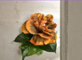 Varvara Krasa Hibiscus Cuttings Tropical Flowering Shrub for Propagation, Garden & Patio Containers, Hibiscus rosa-sinensis