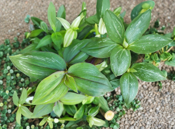 Wandering Jewel Tradescantia zebrina ‘Flame Dance’ Variegated Houseplant - Trailing Ornamental Foliage for Indoor Containers