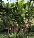 Hawaiian Green Ti Leaf Cuttings – 50 Unrooted Cordyline fruticosa Starter Logs for Propagation, Tropical Foliage Plant