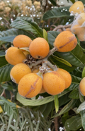 Sunset Orange Loquat Scions 3 Count Eriobotrya japonica Grafting Fruit Tree Cuttings for Home Orchard