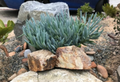 Blue Chalk Sticks Succulent Cuttings - Senecio mandraliscae, 5-inch Live Propagation Stems for Garden & Container