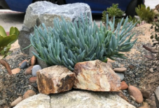 Blue Chalk Sticks Succulent Cuttings - Senecio mandraliscae, 5-inch Live Propagation Stems for Garden & Container