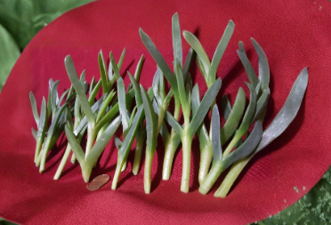 Ice Plant Cuttings 17 Pack, Carpobrotus edulis Succulent Groundcover, Coastal Pigface, 3-5 Inches, Drought Tolerant, Full Sun