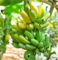 Gran Nain Banana Tree Starter Plugs, Musa acuminata, Tropical Fruit Plant, Rooted Live Plants for Garden or Container