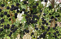 10 Natchez Thornless Blackberry Starter Plugs - Rubus Fruit Bush for Home Garden & Berry Patch