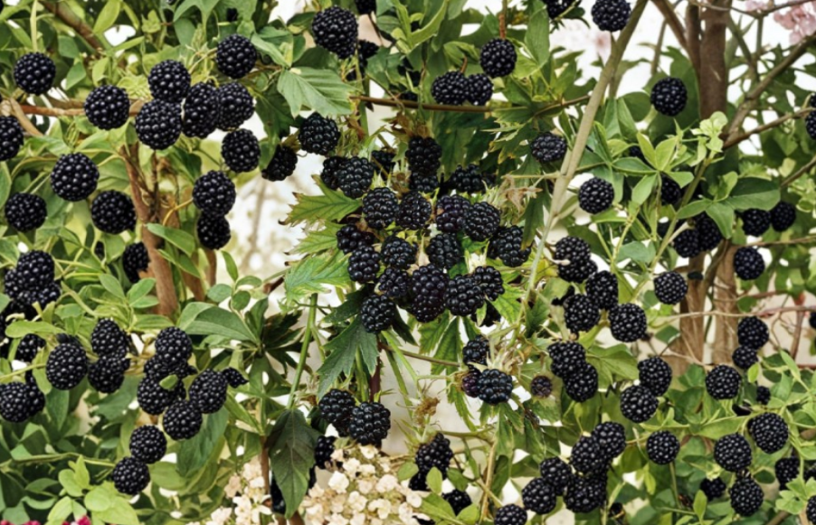 10 Natchez Thornless Blackberry Starter Plugs - Rubus Fruit Bush for Home Garden & Berry Patch